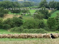 20201009  Gardien de moutons - Aveyron