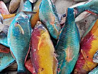 29  Quelques variétés de poissons