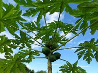 Avocatier
