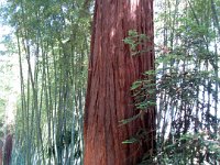 4-Sequoias