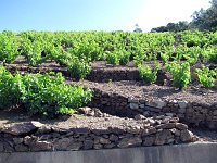48-Vignes en terrasse