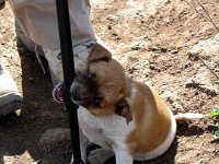 55  Jeune chiot