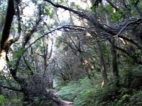 93  La forête millénaire