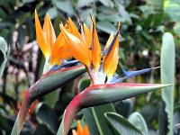 81  Jardin botanique de La Orotava