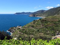 Les vignes en terrasse