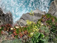 Plantes des falaises