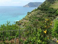 Vignes et citronniers