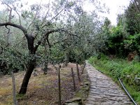 Belle descente parmis les oliviers