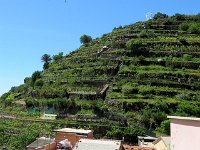 Les premières vignes