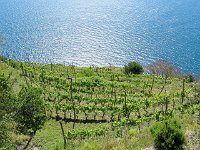 Les vignes face au soleil